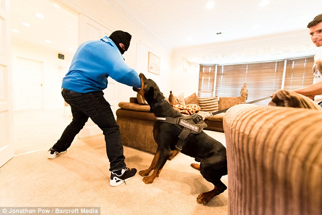 The dogs are trained to protect their owner in the face of danger and to stop a burglary in its tracks with one nasty bite