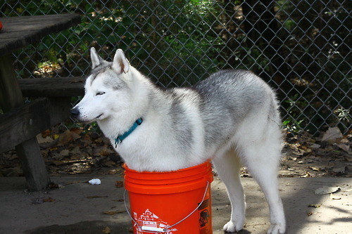 This dog hanging out in a bucket.