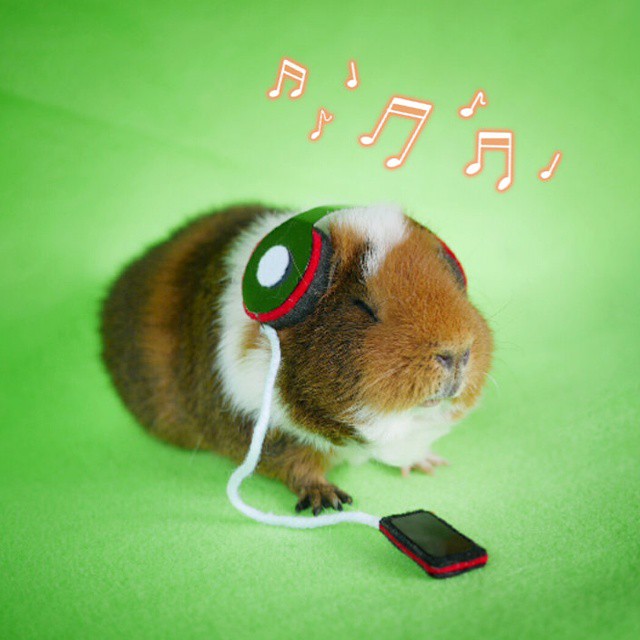 cute-hamster-costumes-fuzzberta-instagram-16