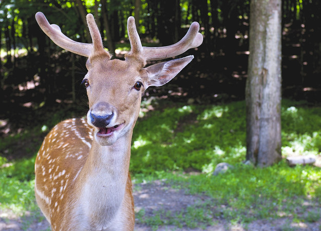 A deer waiting for you to react to the ~hilarious~ joke he just told.