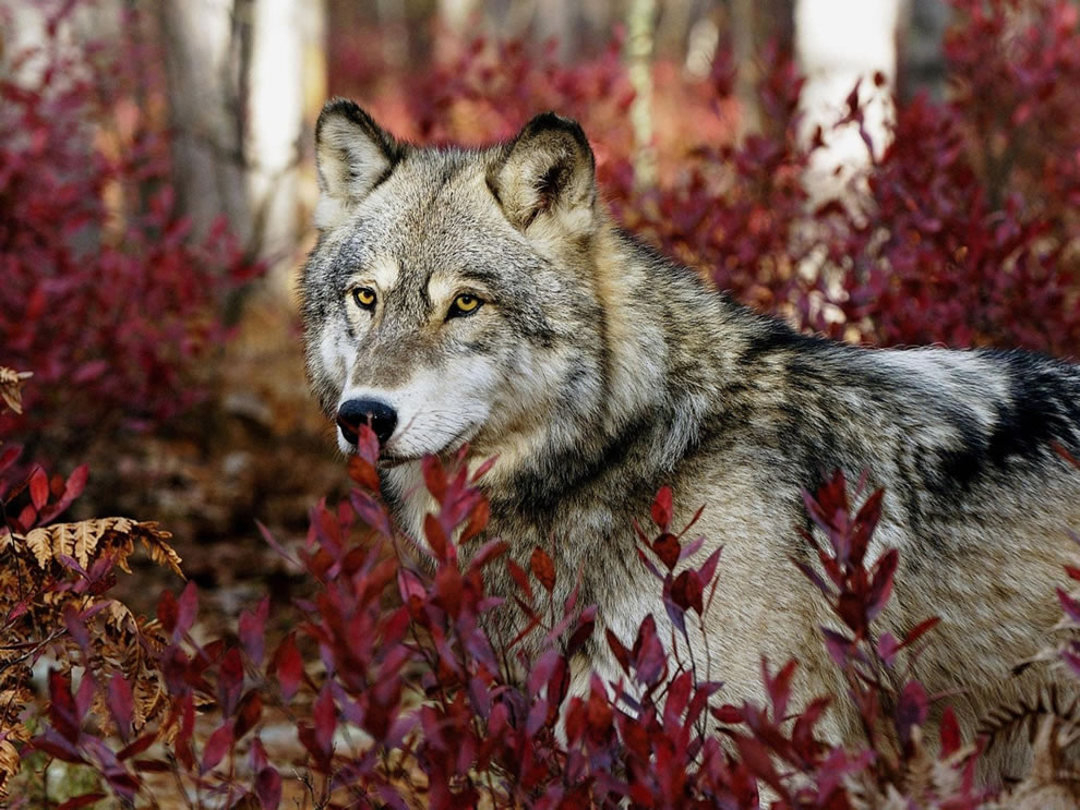 Wolf among the red fall foliage