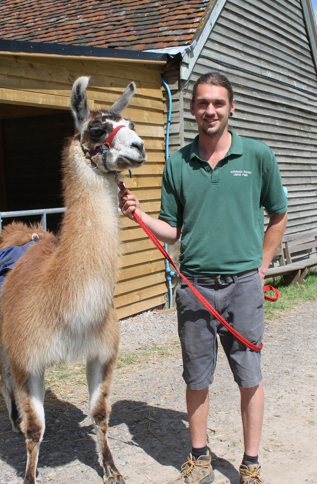 Meet the handsome Will, professional llama-wrangler and walking guide.