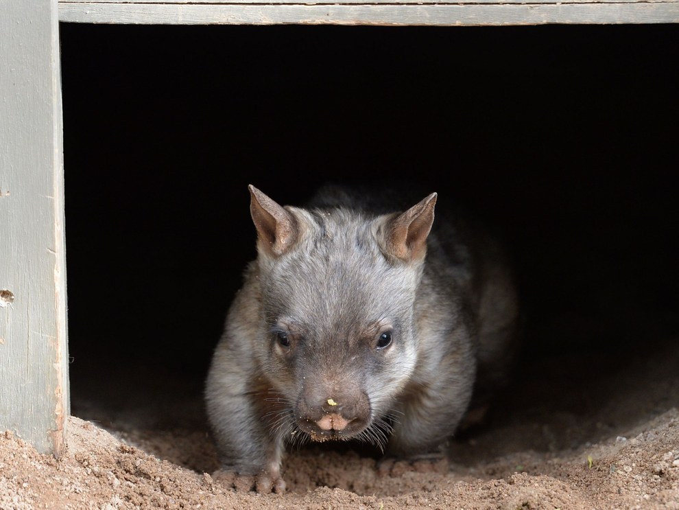 Come here, baby wombat.