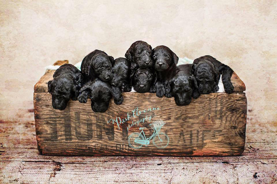 dog-gives-birth-puppies-mother-baby-same-day-kami-klingbeil-4