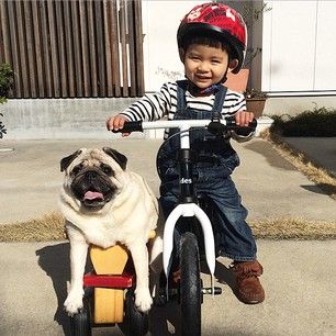 Meet the adorable pug, Mr. Kimchi, and the little boy who�s his best friend in the world. | This Little Boy And His Pug Are The Cutest BFFs On The Planet