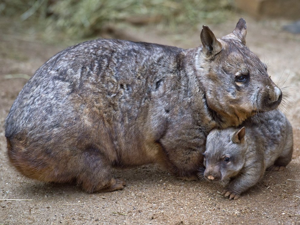 That your mum, baby wombat?