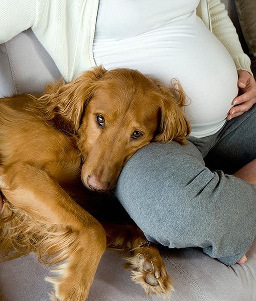 Dogs Ease Anxiety for Pregnant Women - I already knew this but I'm happy to see it in a pin anyway