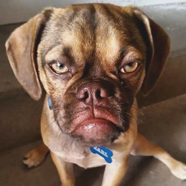 grumpy-dog-earl-puggle-meme-17