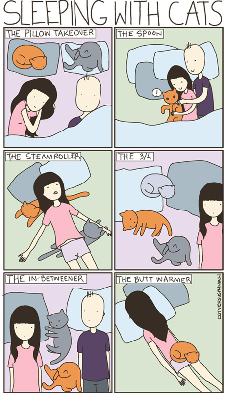 sleeping with cats 1
