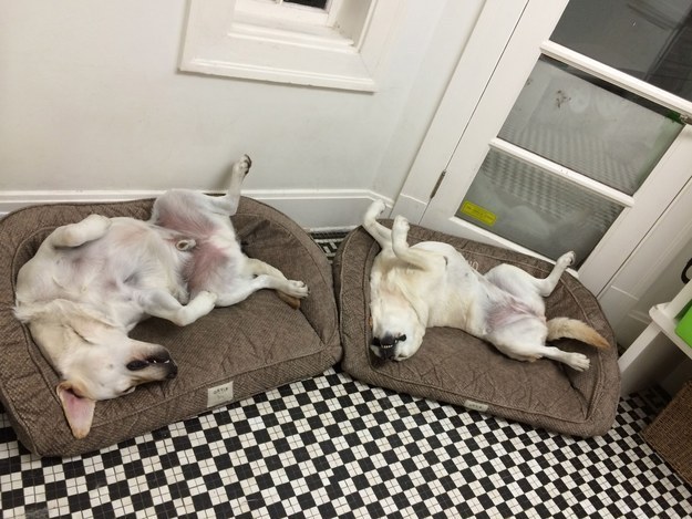 Sometimes friendship can just mean nap time.