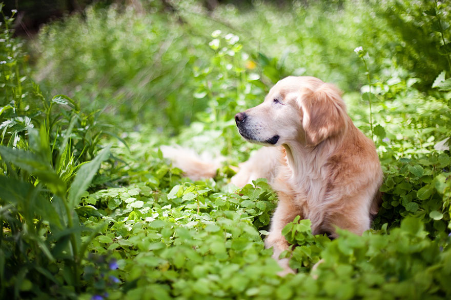 smiley-blind-therapy-dog-golden-retriever-stacey-morrison-9