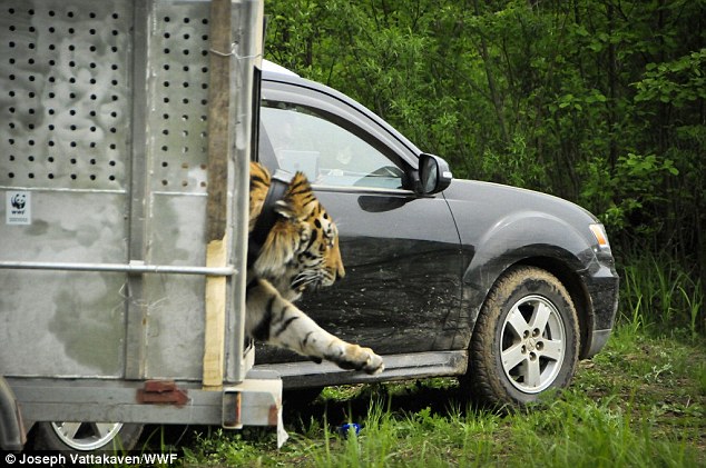 Named 'Uporny' – the Russian word for stubborn – the three-year-old tiger was captured around Khabarovsky province, where he had been eating dogs and was considered a threat to humans 