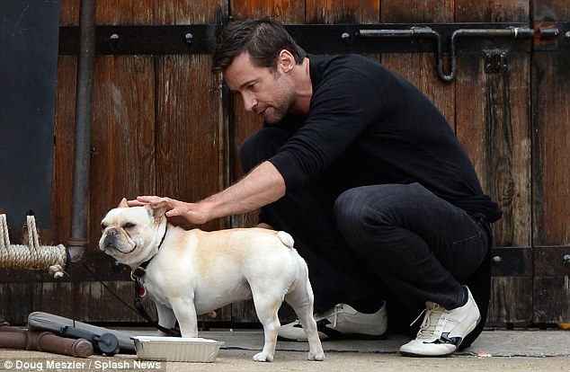 hugh jackman frenchie