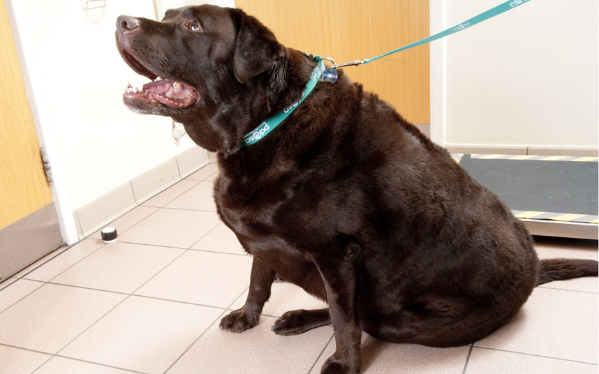 Bobby (M, 9)Breed: ChocolateLabradorCurrent weight: 63kgIdeal weight: 32kg97% overweight