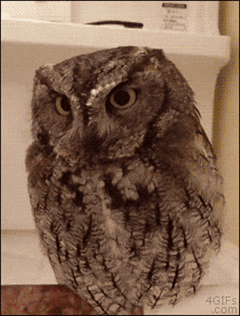 28 Animal GIFs Guaranteed To Make Your Worries Disappear