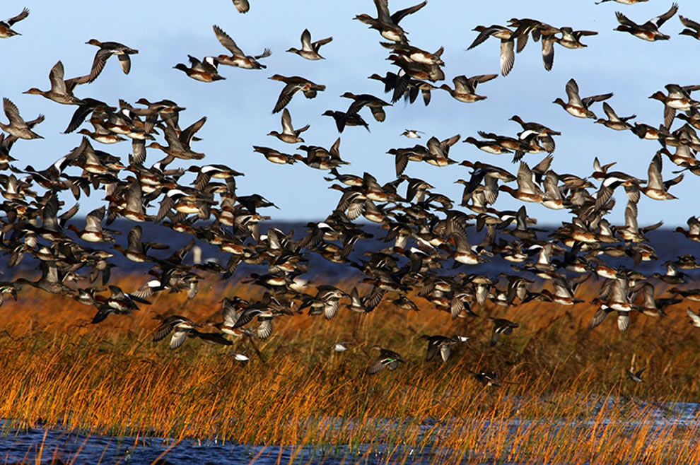 Autumn Bird Migration on Coasts of Pärnu, Estonia. Waterfowl flock in Luitemaa coastal wetland