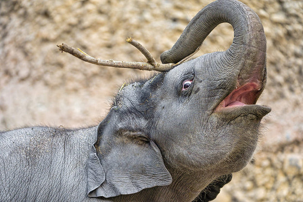 A baby elephant dabbling in performance art.