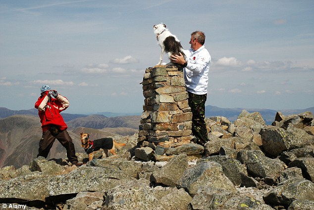 The frail male Collie cross was found wandering England’s highest mountain – the 3,209ft Scafell Pike in the Lake District (file picture of a dog and its owner at the top of the peak)