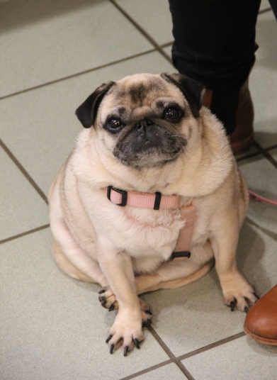 Poppy (F, 8)Breed: PugPrevious weight: 6.7kgIdeal weight: 5.5kg22% overweight