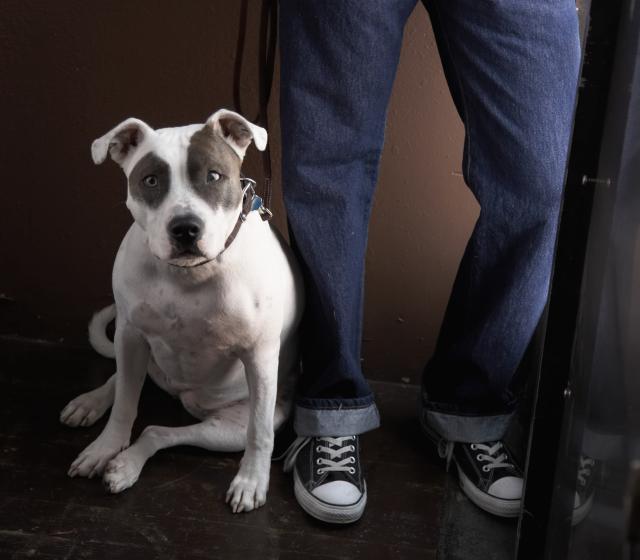 dog leaning on owner's legs - Fuse/Getty Images
