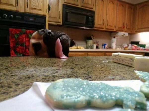 i want dis funny picture