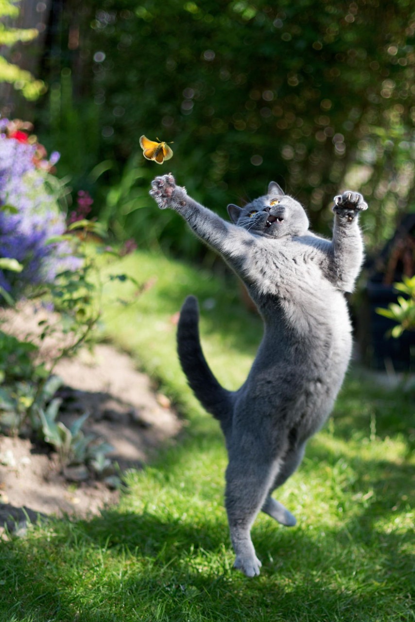 Cat Trying To Catch A Butterfly
