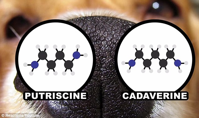 Another smell that offends dog owners is kibble. Kibble is made of animal fats, vitamins and minerals held together with grain. To make dogs eat grain the food needs to smell 'disgusting' and this is because dogs are are attracted to smells like putriscine and cadaverine (shown) - molecules that create the ‘dead body smell’