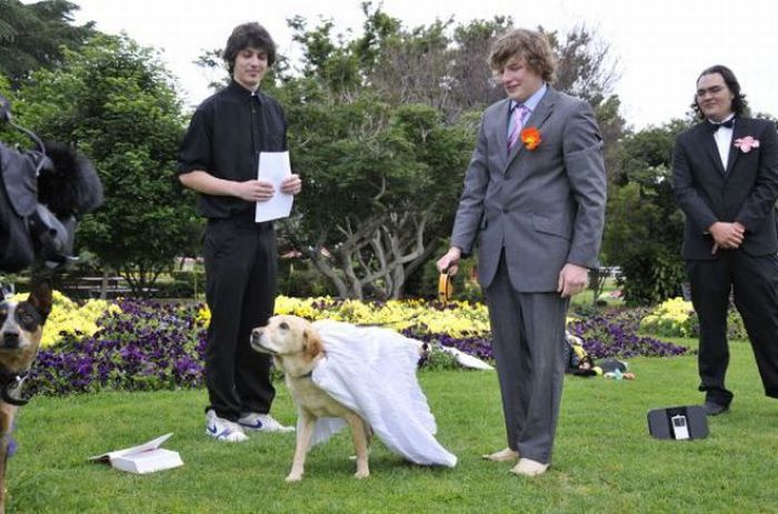 marries13 Australian Guy Marries His Dog