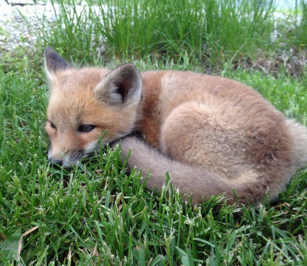 Maybe even curl up in your favorite cuddle position, like this baby fox.