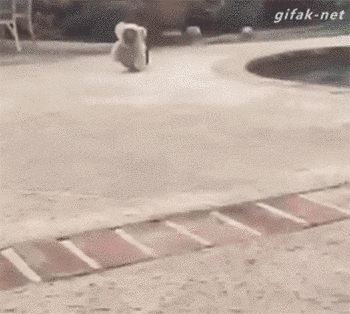 28 Animal GIFs Guaranteed To Make Your Worries Disappear