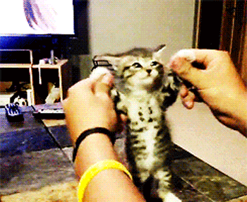 28 Animal GIFs Guaranteed To Make Your Worries Disappear