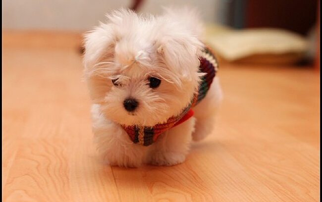 teacup dog