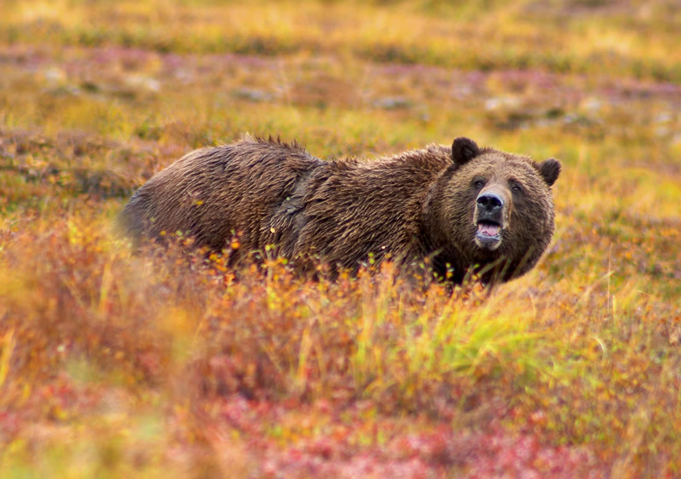 Grizzly Bear in autumn in Denali National Park and Preserve