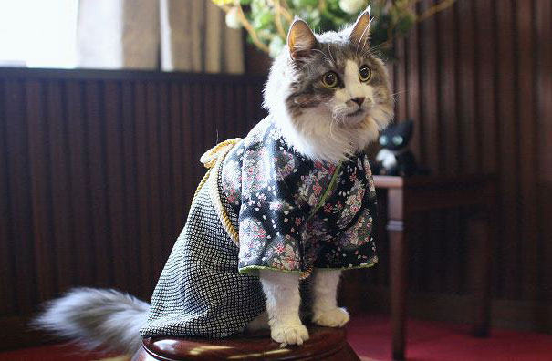 Kimono Cat