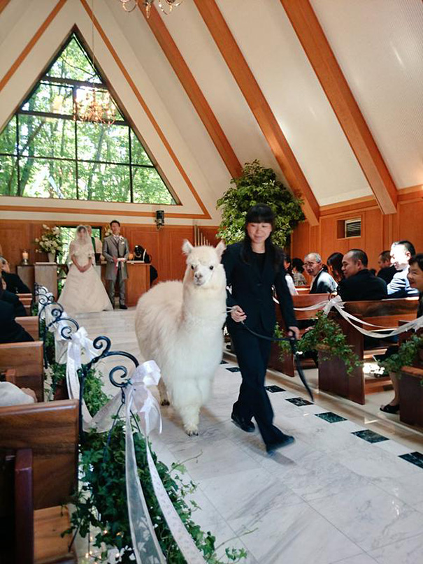 wedding-alpaca-witness-Epinard-Nasu-japan-1