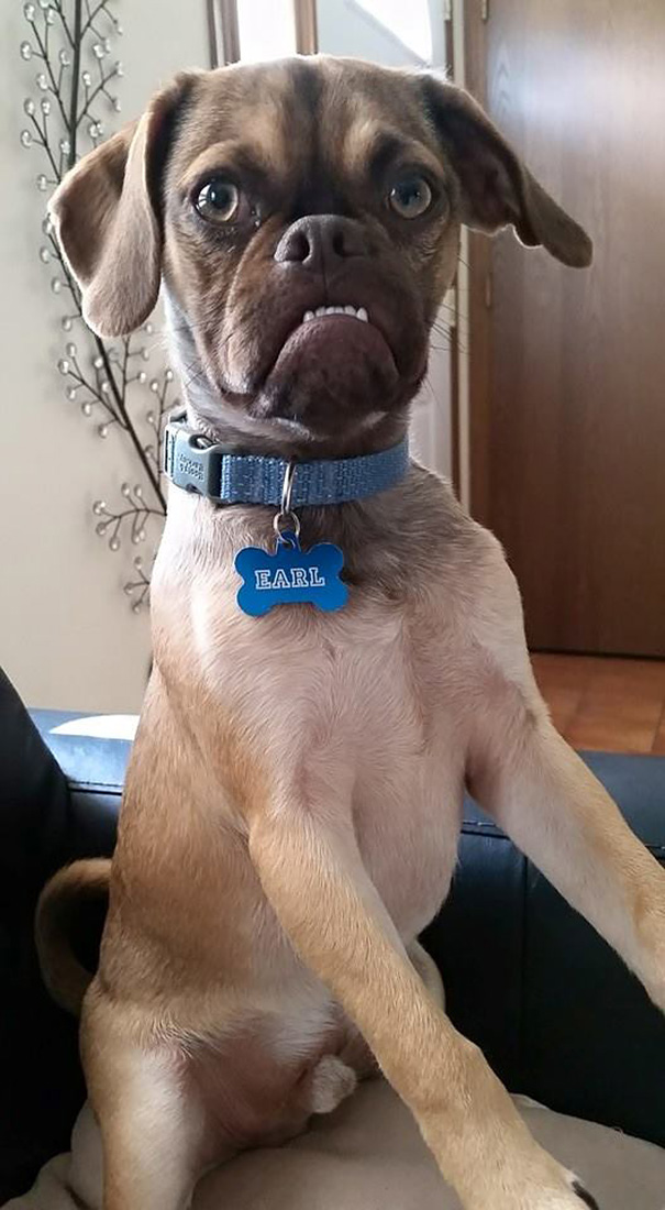 grumpy-dog-earl-puggle-meme-14