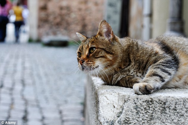 Delighted: Cats and dogs have been declared as 'non-human residents' following a vote in the Spanish town