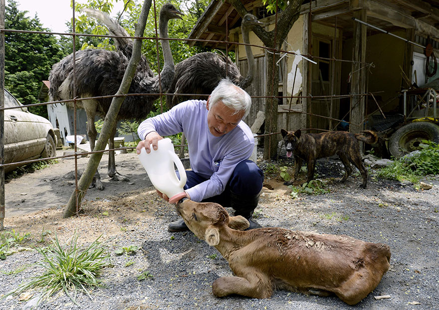 fukushima-radioactive-disaster-abandoned-animal-guardian-naoto-matsumura-13