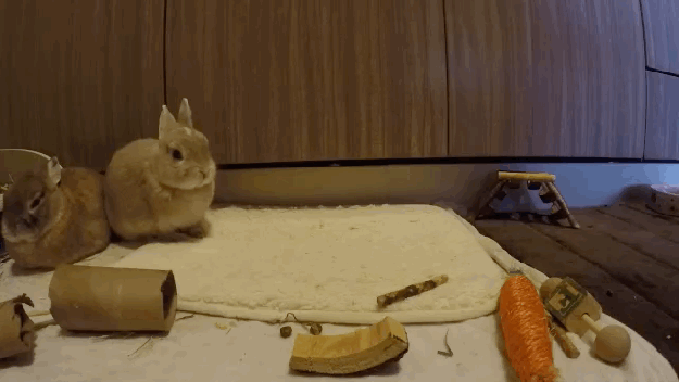28 Animal GIFs Guaranteed To Make Your Worries Disappear