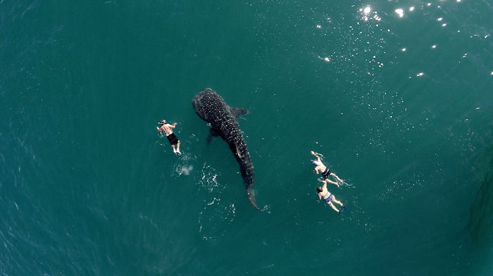 Whale Shark And Tourists