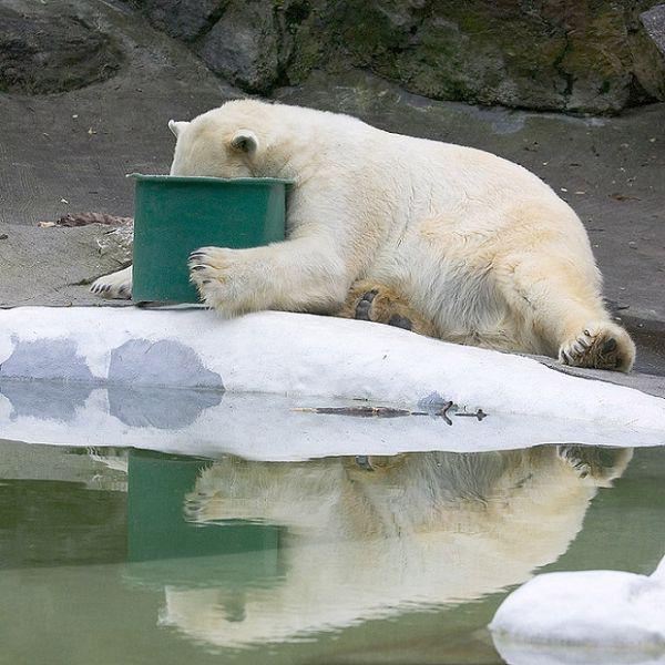 8. A polar bear with his head in the bucket and another completely burnt