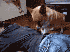 Corgi massages mans back - AnimalsBeingDicks.com
