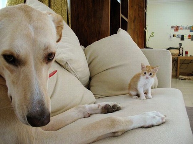 cats_dogs_08