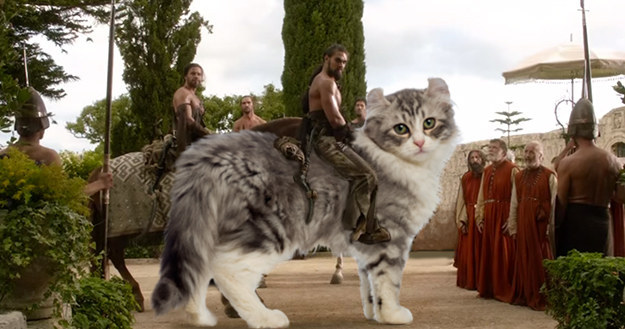 A kitten for Khal Drogo!