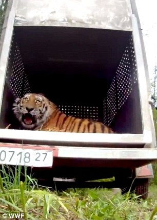 Uporny the Amur tiger sees his new home for the first time