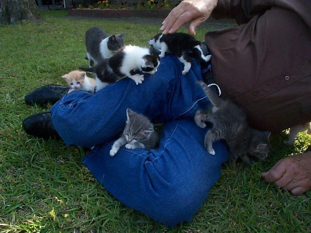 Kittens so smol and so many.