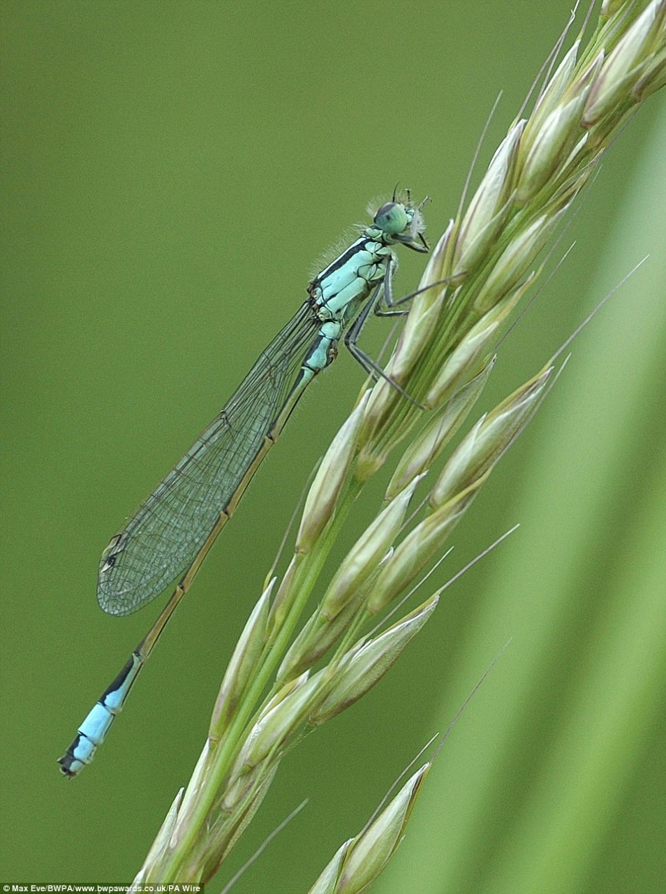 Max Eve from Hexham, Northumberland, took this image of a blue-tailed damselfly to claim the title in the under 12 years category