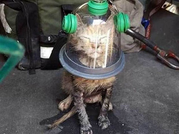cat-revived-oxygen-mask-fire-department-1