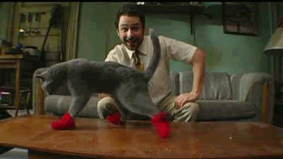 cat socks animated GIF