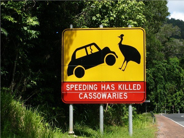 Australia! A nation whose road hazards include gigantic dinosaur-like birds.
